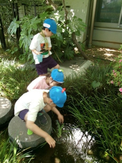水生植物